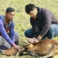 ভেলুমিয়ার চর মোহাম্মদে গবাদি পশুর টিকা ক্যাম্প